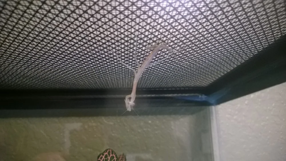 Starting to molt. Notice the translucent skin.