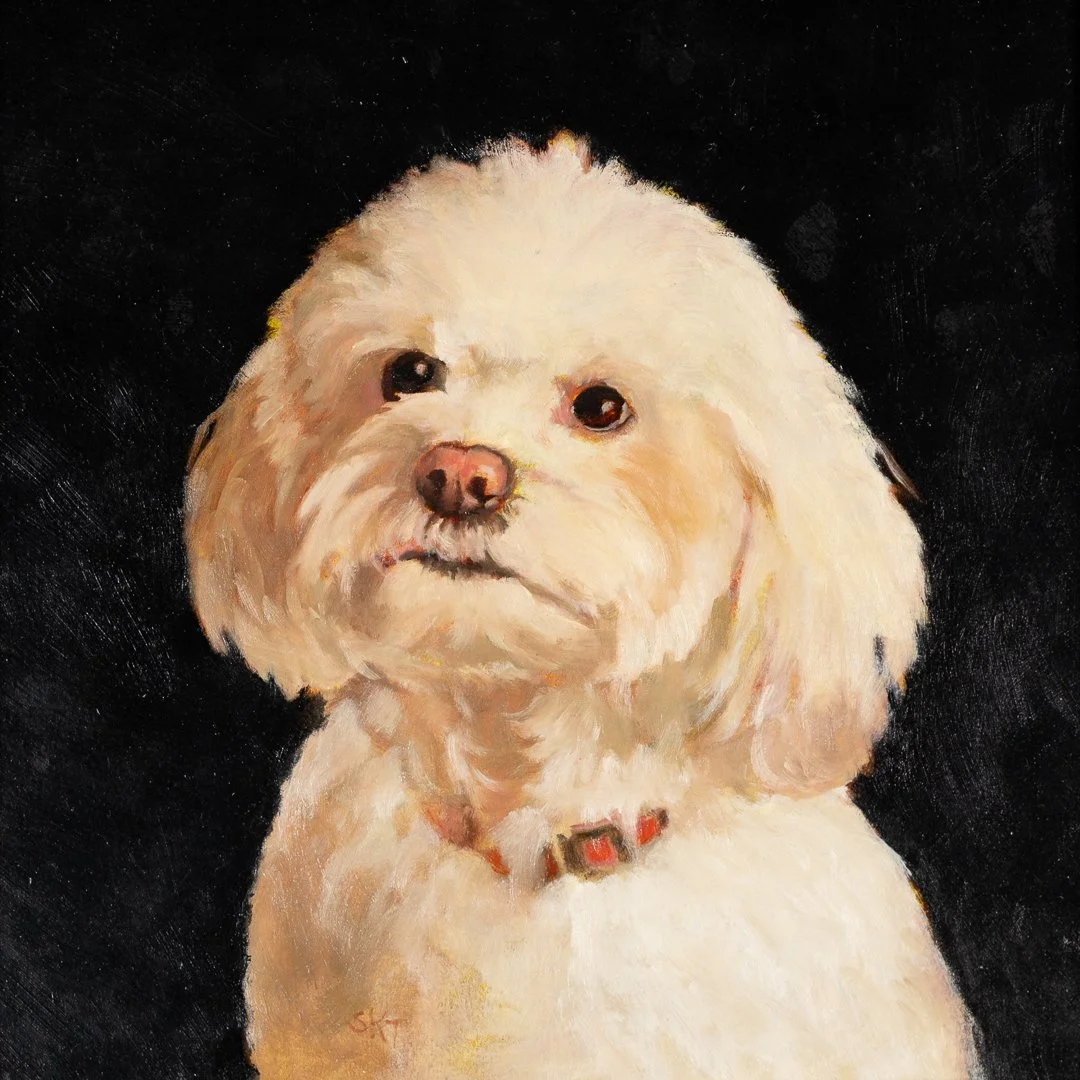 Maltipoo.jpg