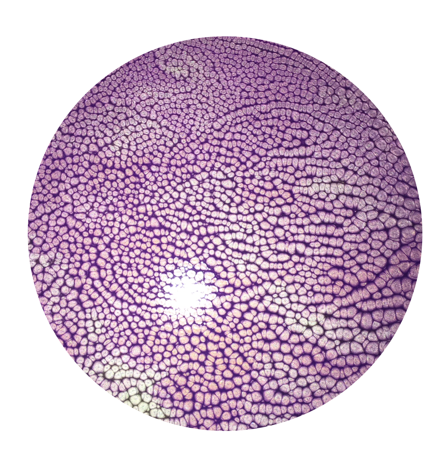 purplepolkaplanet.png
