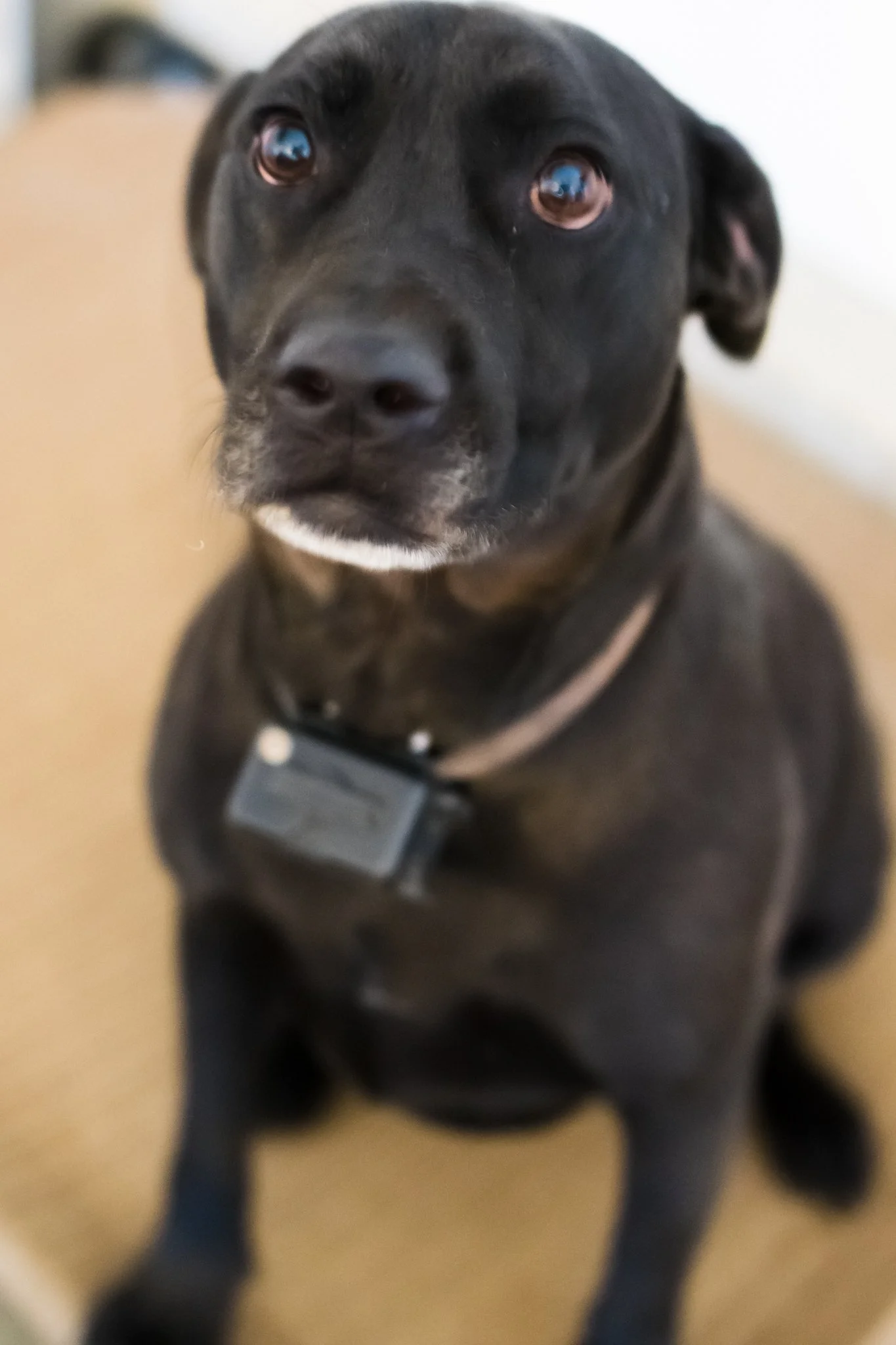 Oakley