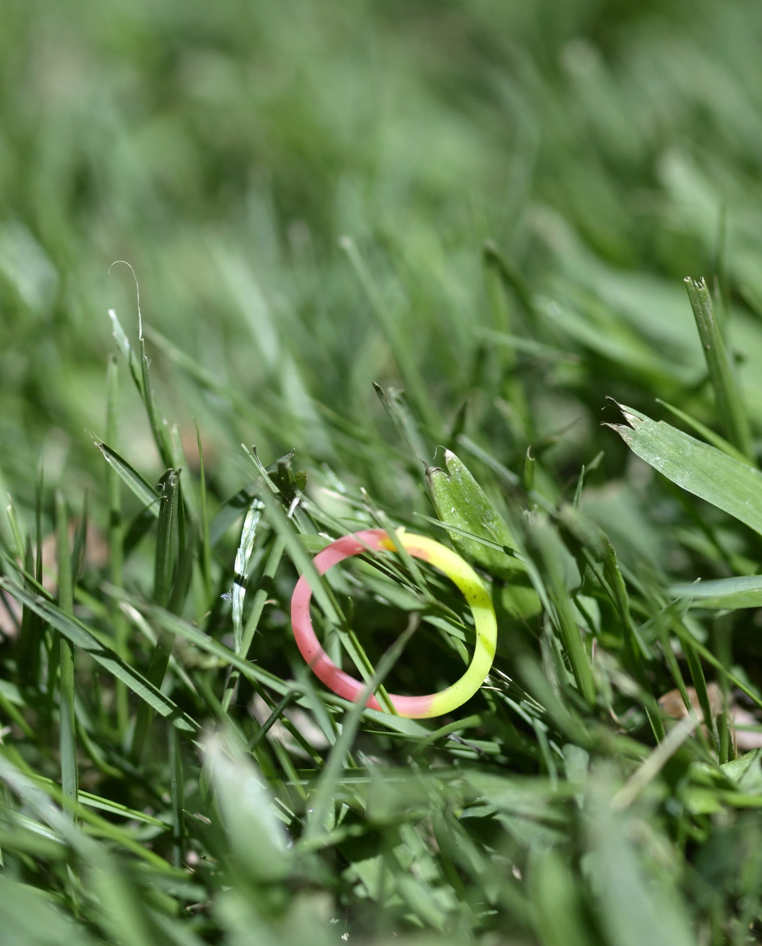 rainbow-loom.jpg