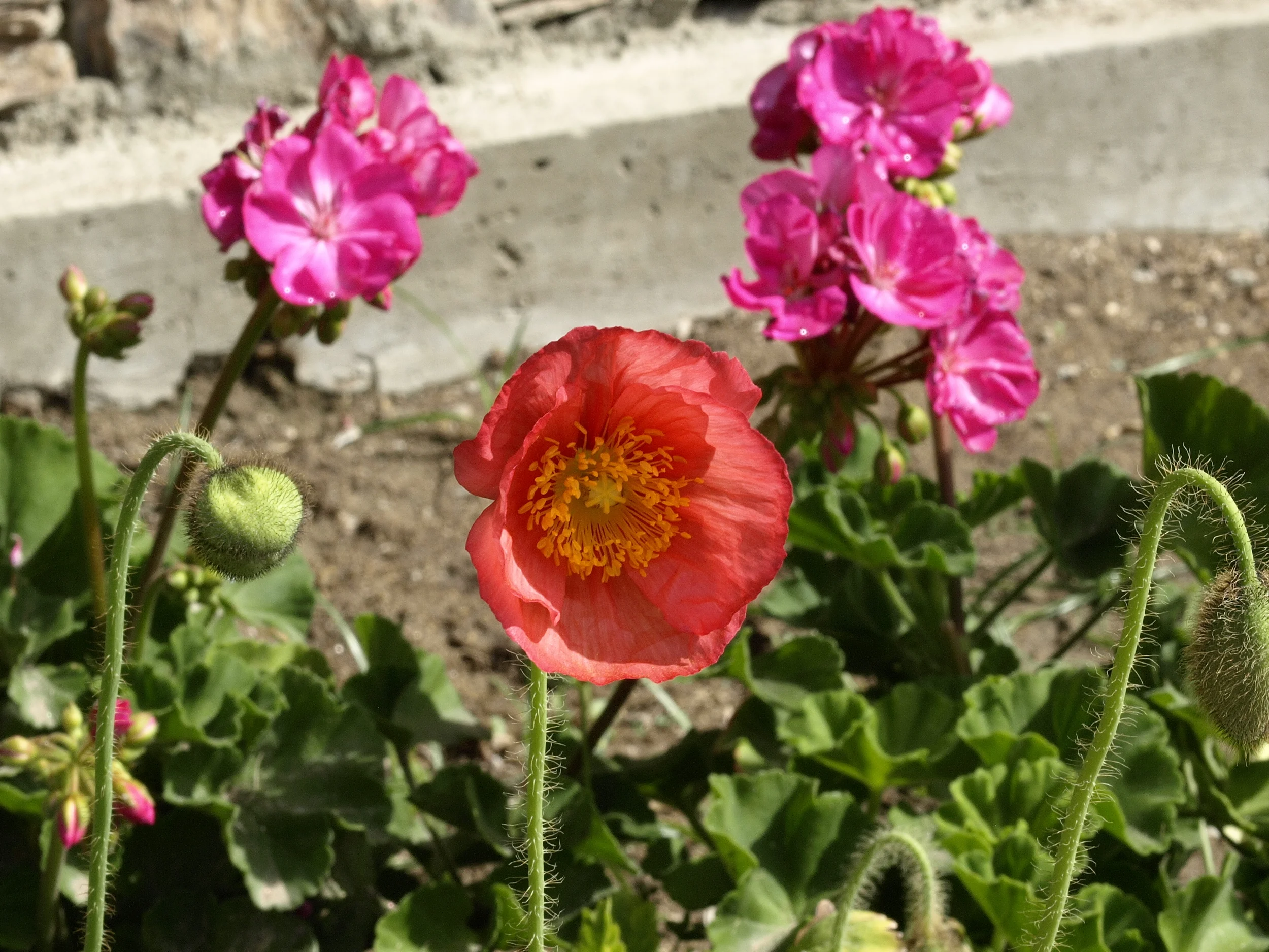 poppies.jpg