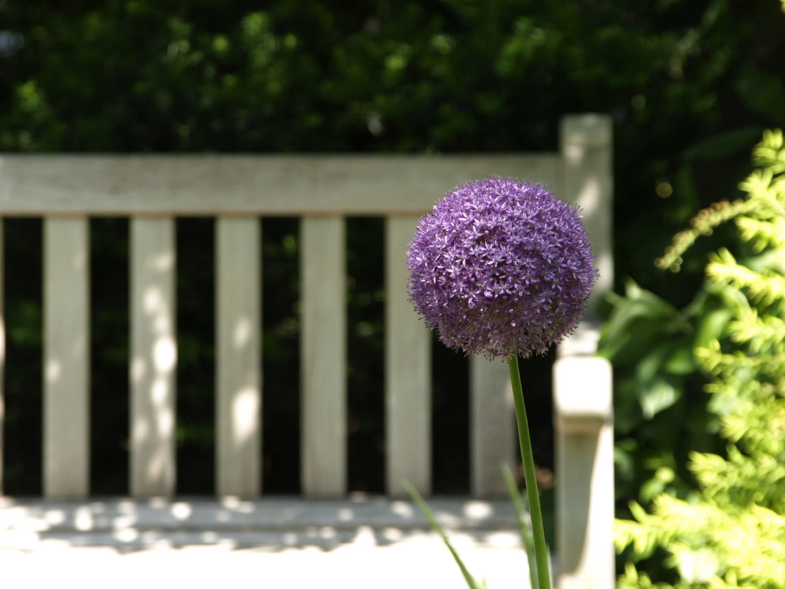 flower-in-front-of-bench.jpg