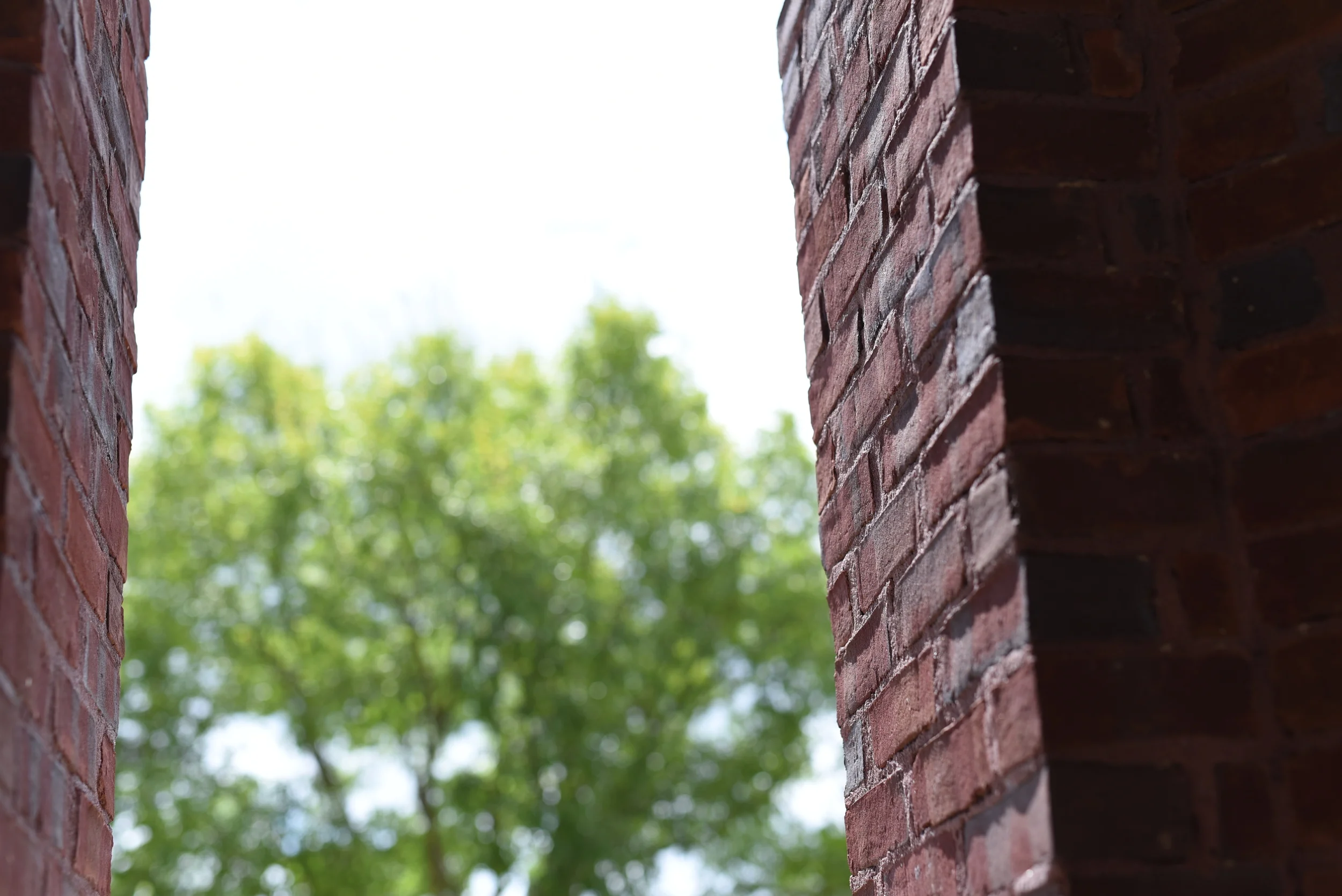 tree-through-brick.jpg