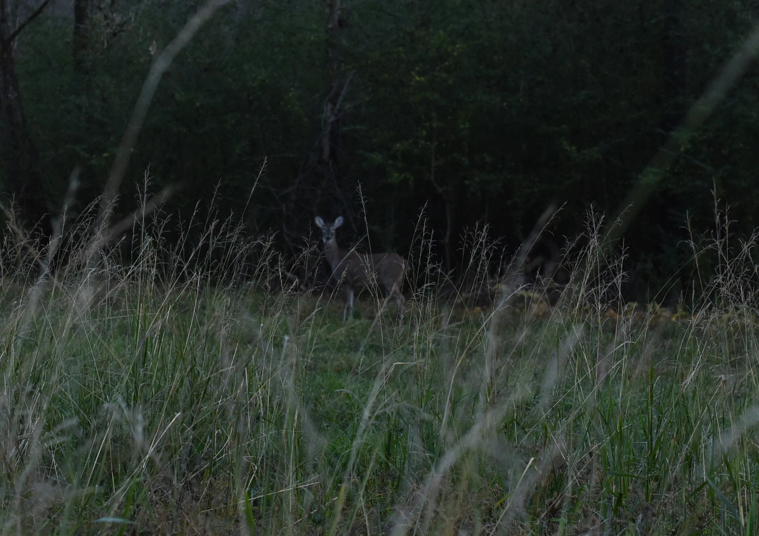 deer.jpg