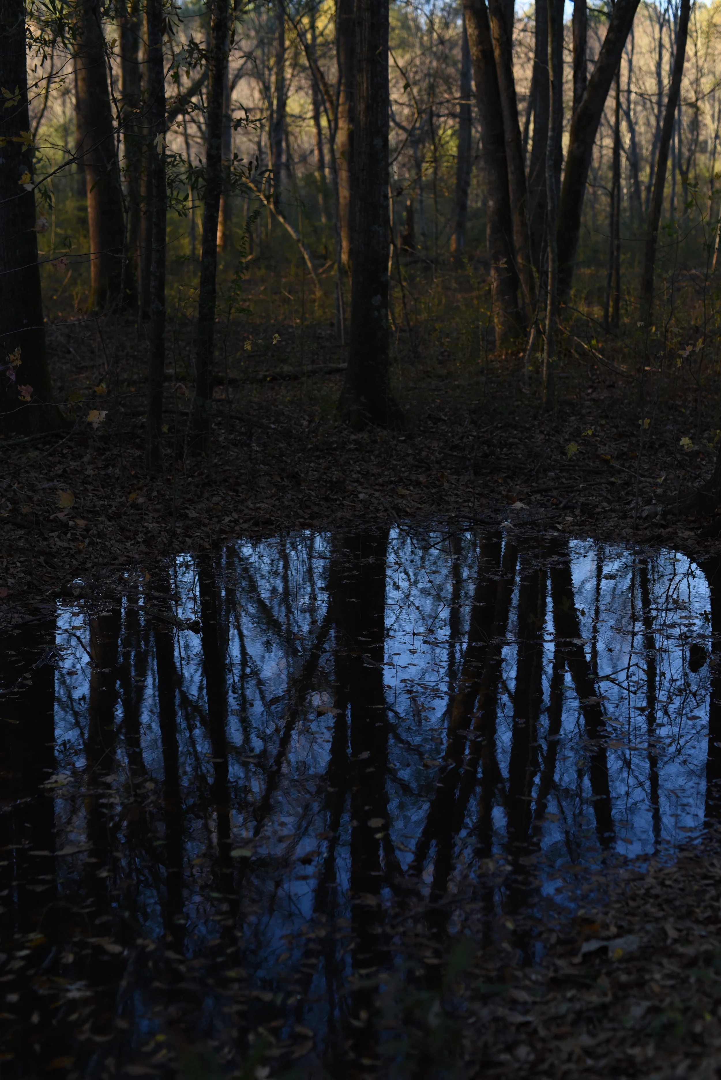 reflection-of-trees.jpg