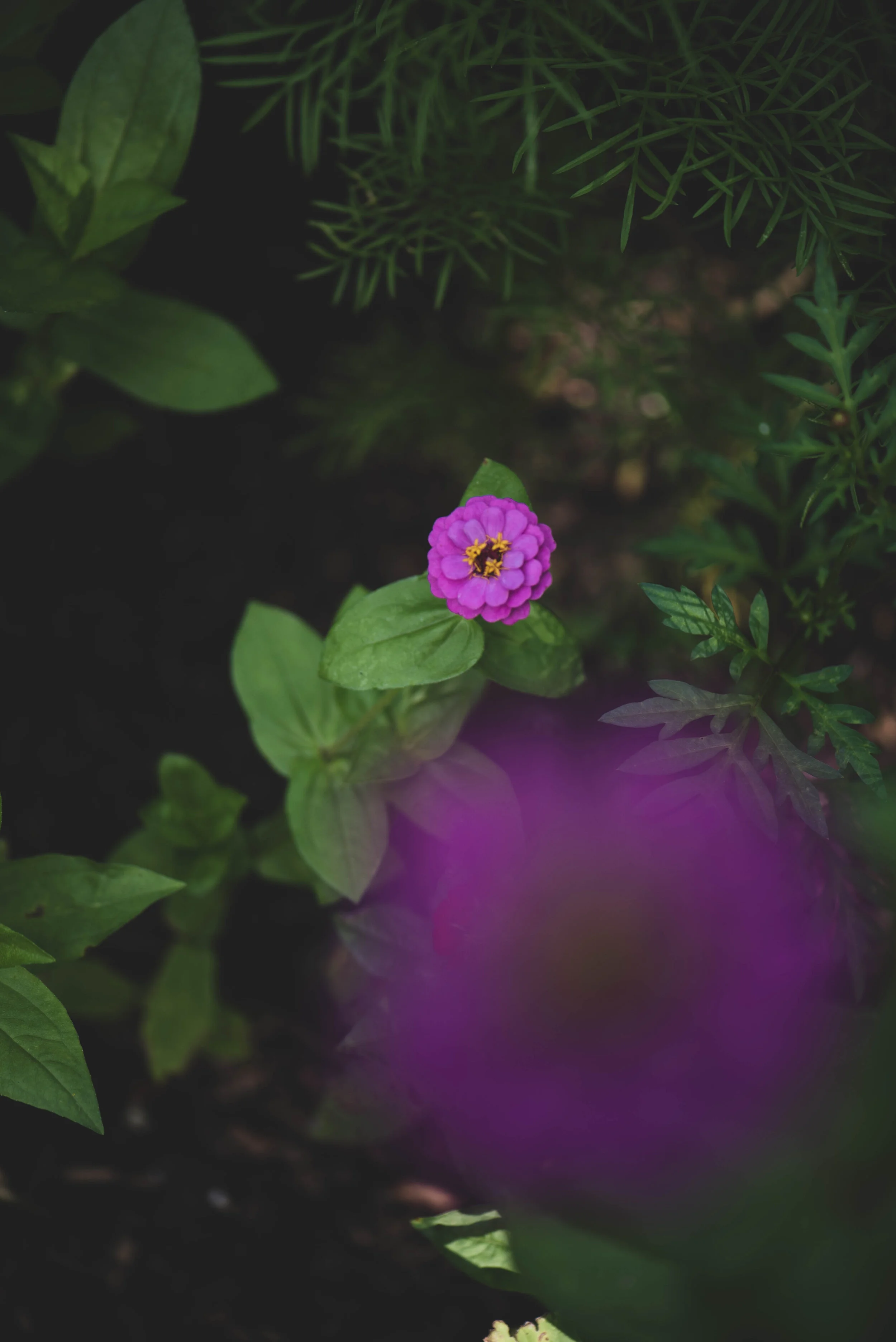 purple flower_.jpg