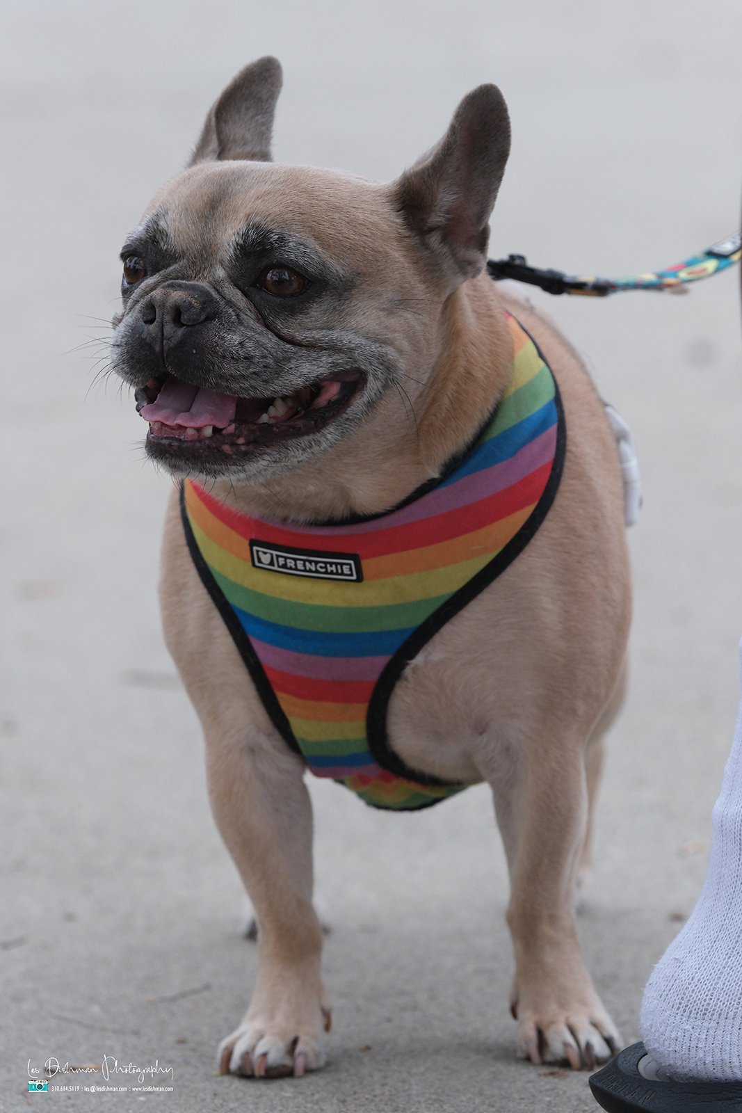 RNPH-NAMI HoopLA 2024-11.JPG