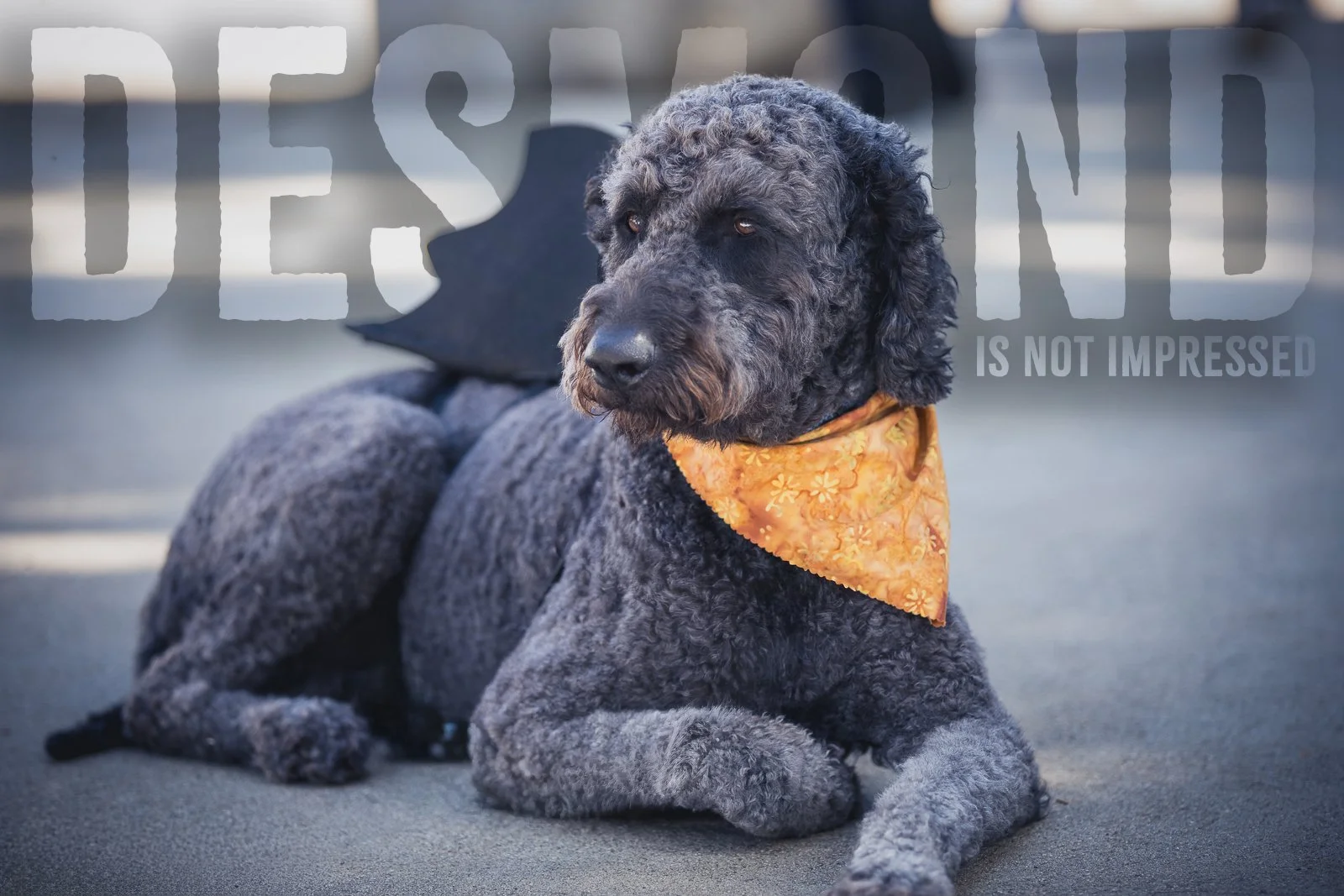 desmond is not impressed.jpg