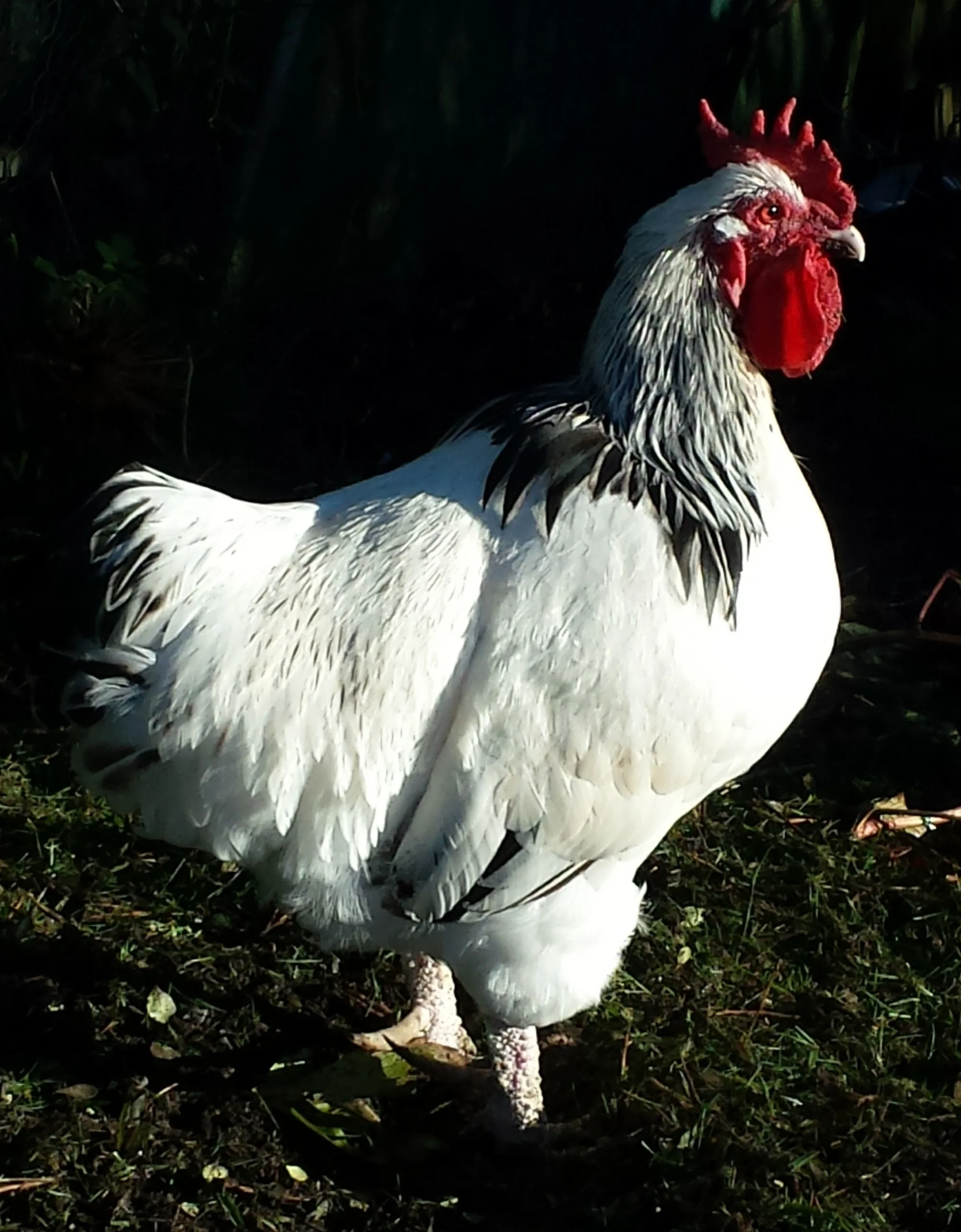Bob the Rooster. Photo: J. Roemer