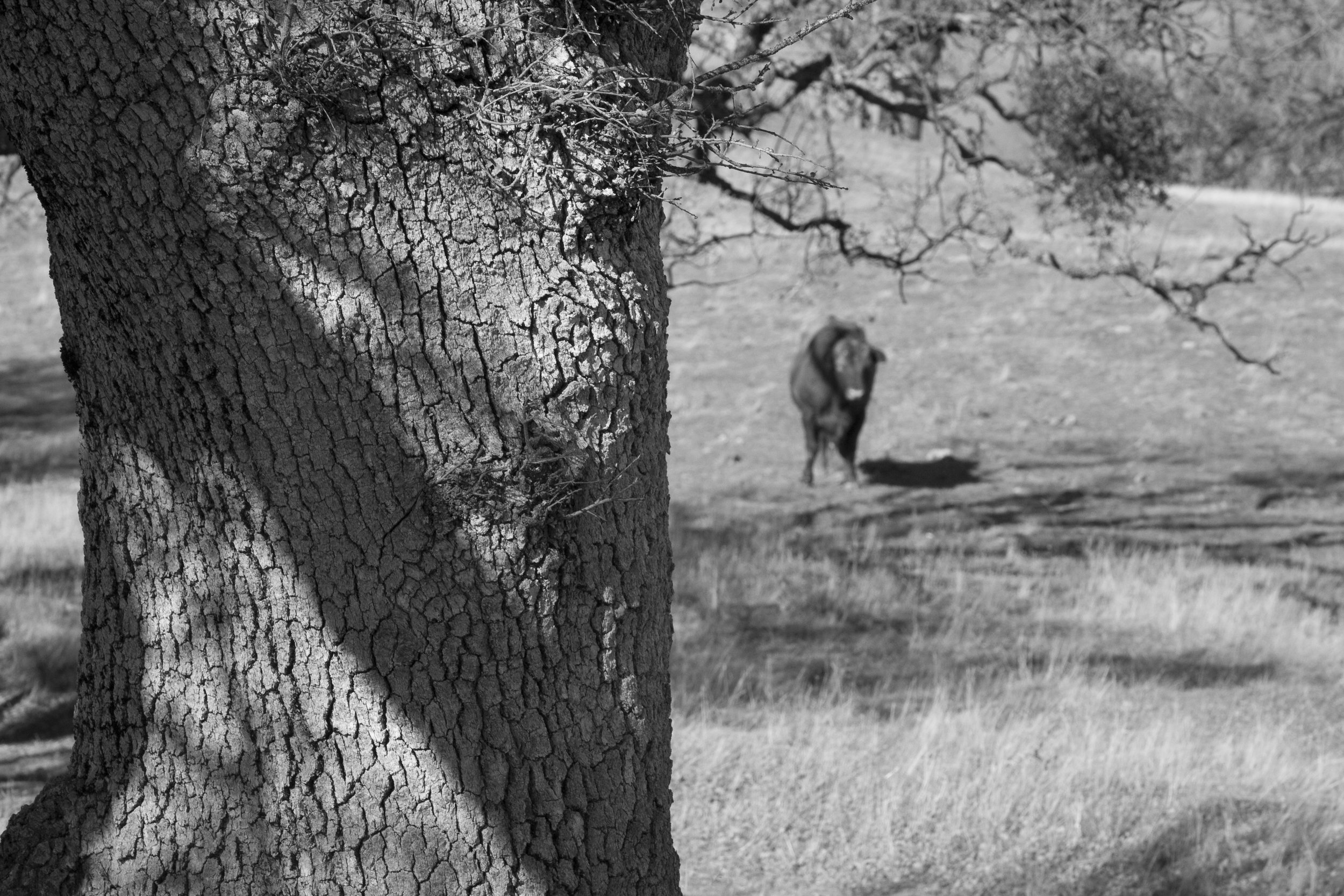 Henry W. CoeOhlone Wilderness_39.jpg