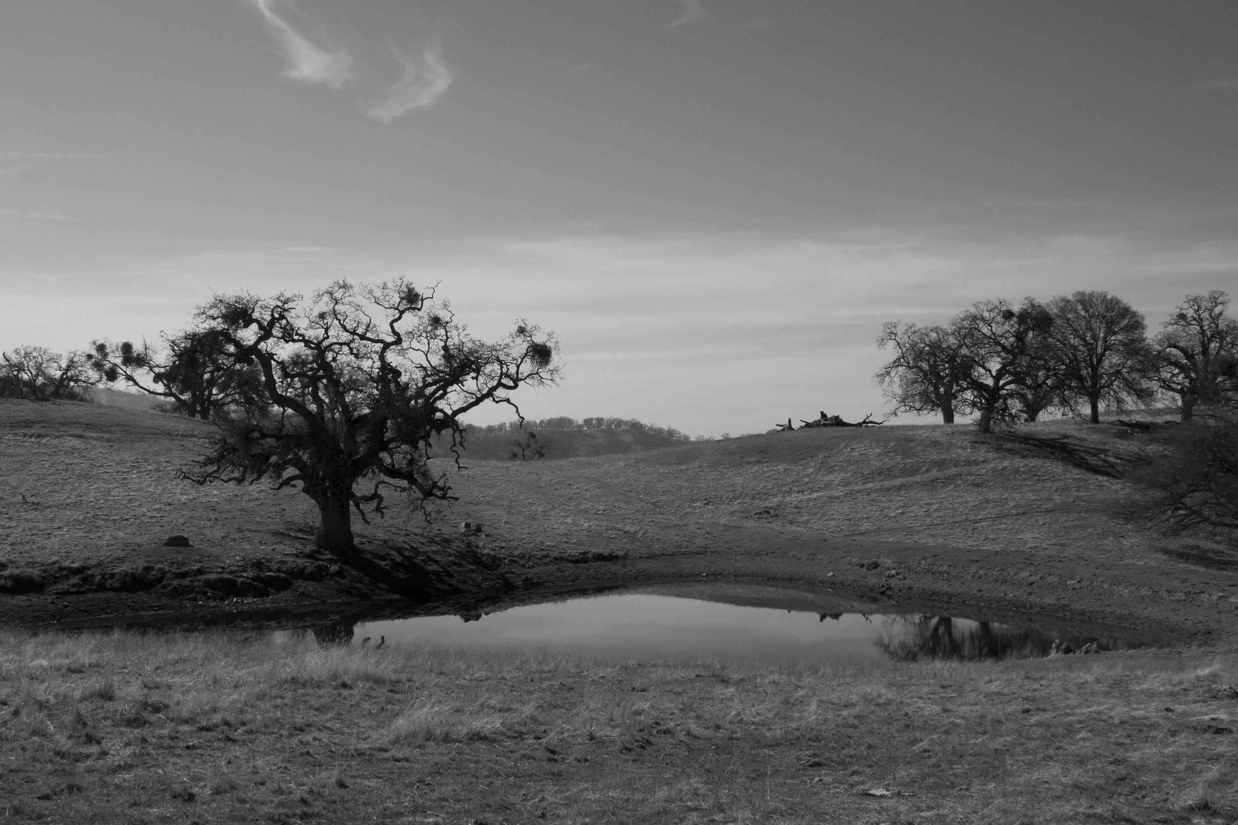 Henry W. CoeOhlone Wilderness_47.jpg