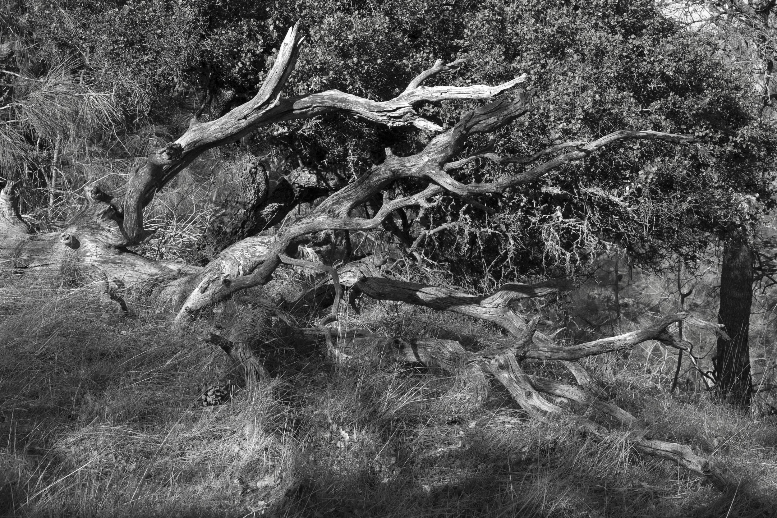 Henry W. CoeOhlone Wilderness_104.jpg