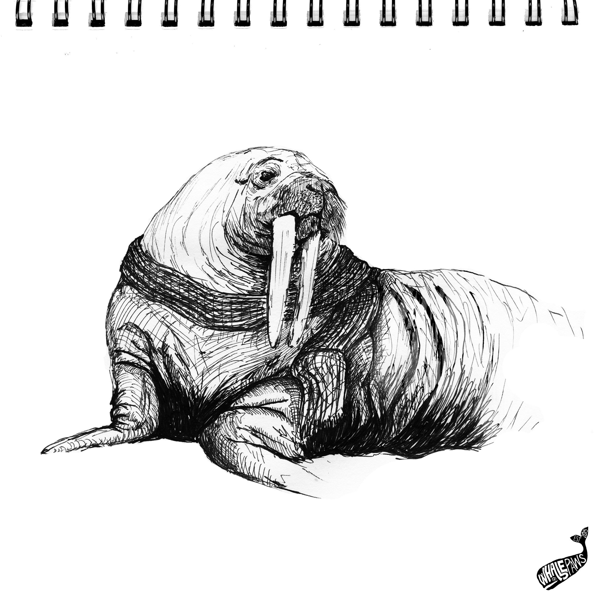 31-WALRUS.png