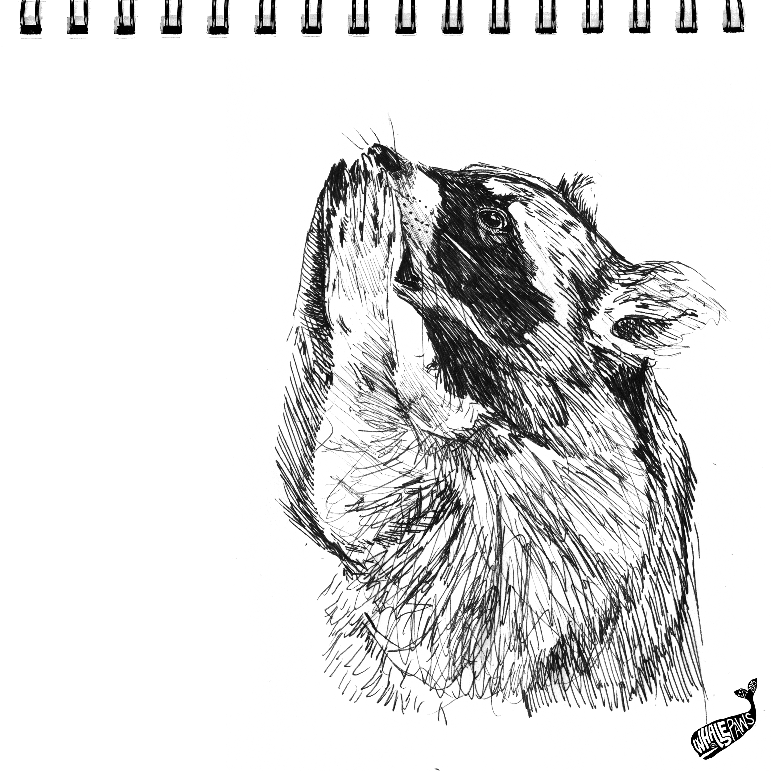 38-RACOON-INKTOBER.png