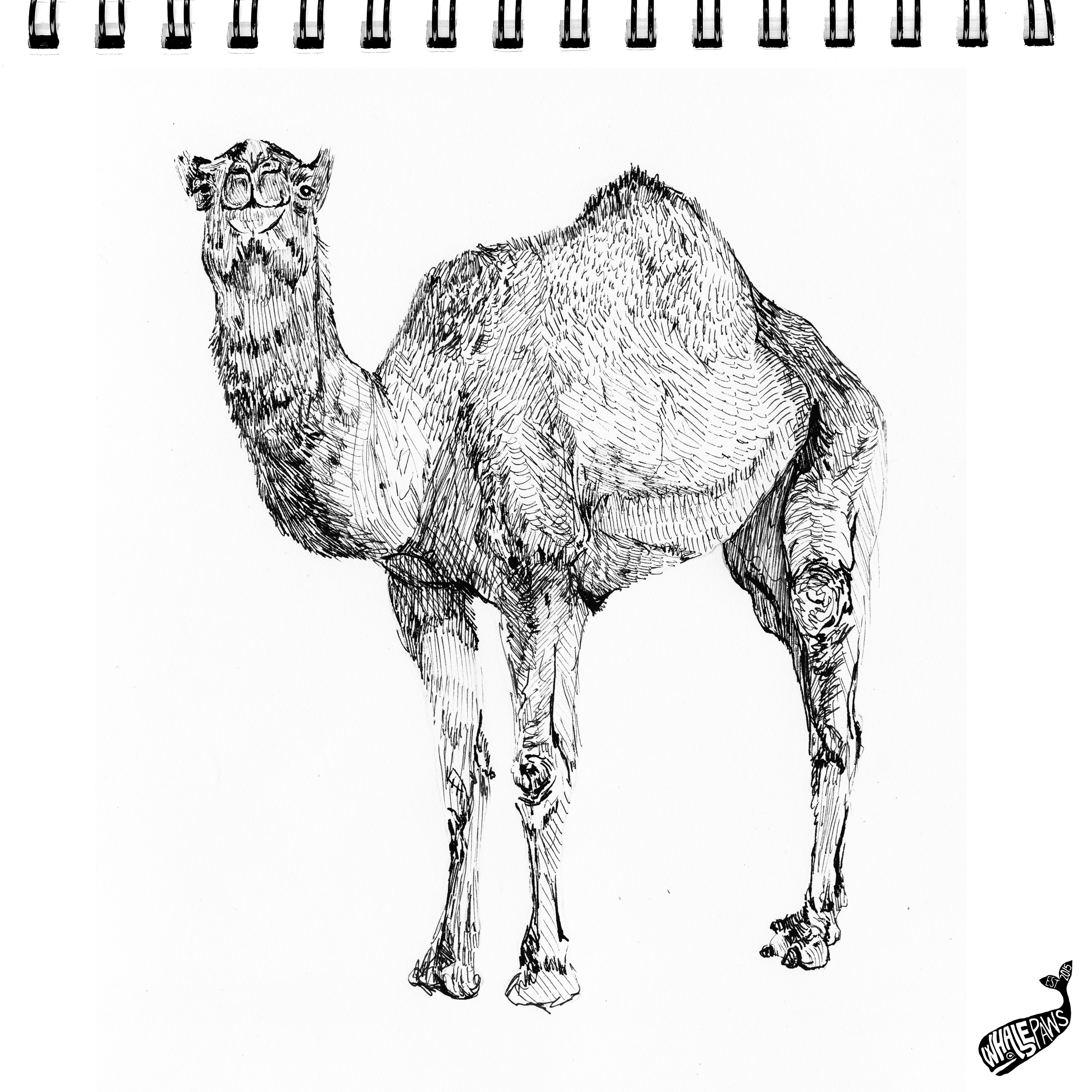 43-CAMEL.png