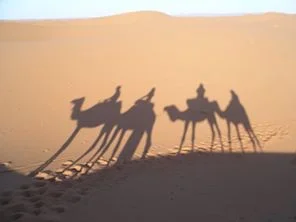 morocco camel.jpg