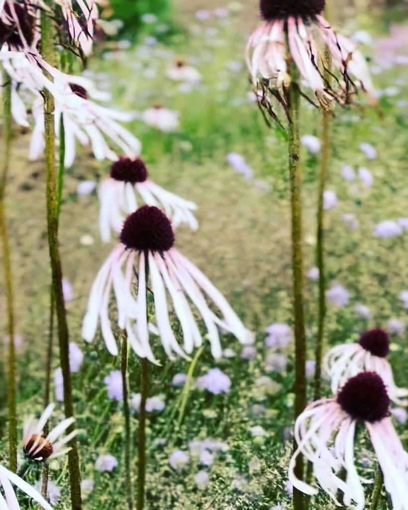Beautiful flowers everywhere in Bath, UK- Can&rsquo;t wait to try and paint these, totally my color palette! 📷 @caitlinleemccarthy
