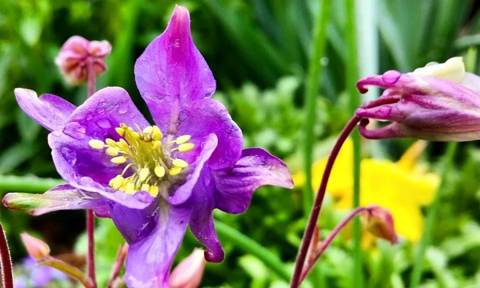 Columbines Are in Bloom
