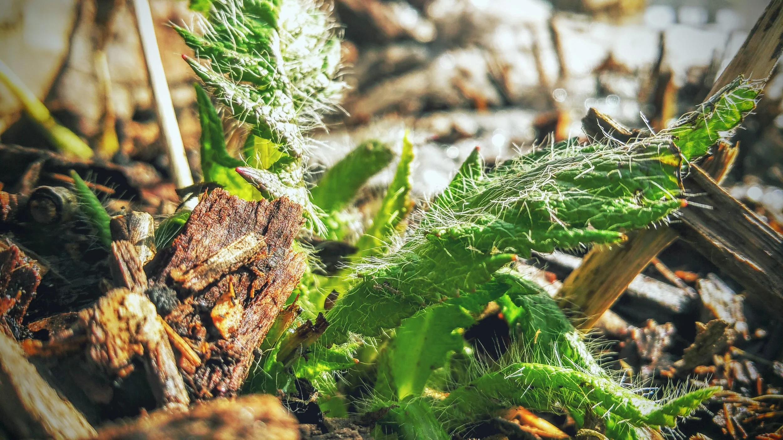 February Showers Bring Really Unexpected Flowers