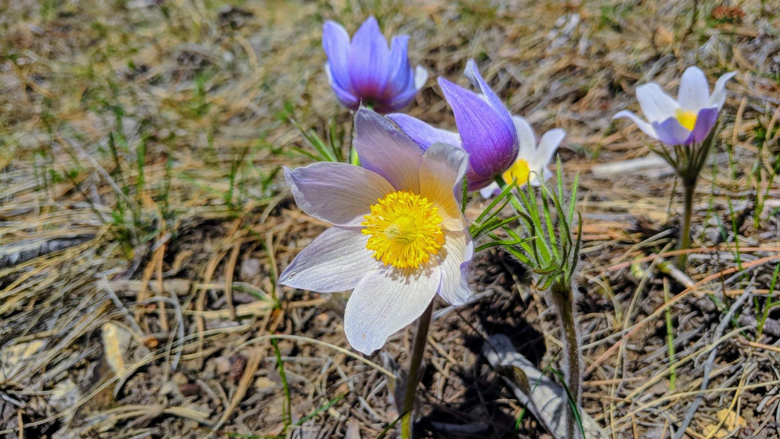 May Is the Best Time To See Pasque Flowers in the Black Hills