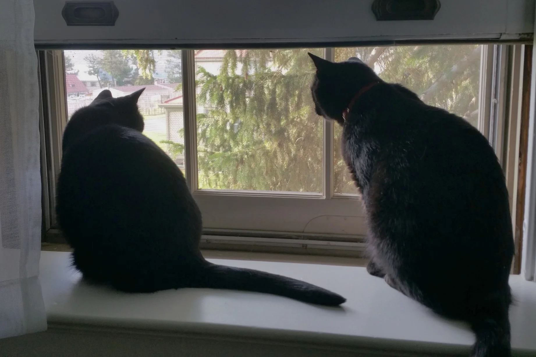 You can count on some unique guest amenities. Like cats. 