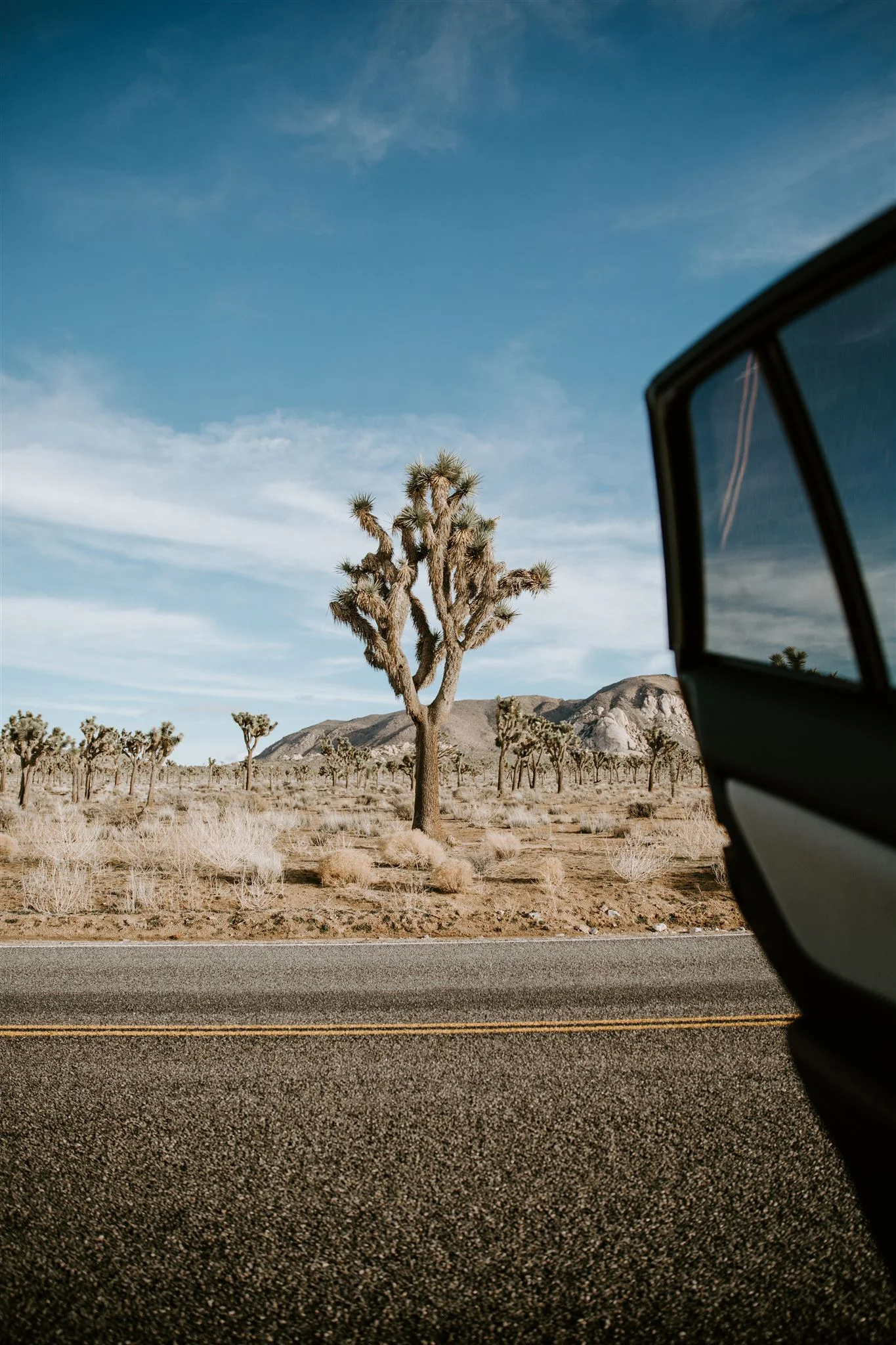 Joshua Tree CA Elopement Wedding Photographer May Iosotaluno 54.jpg