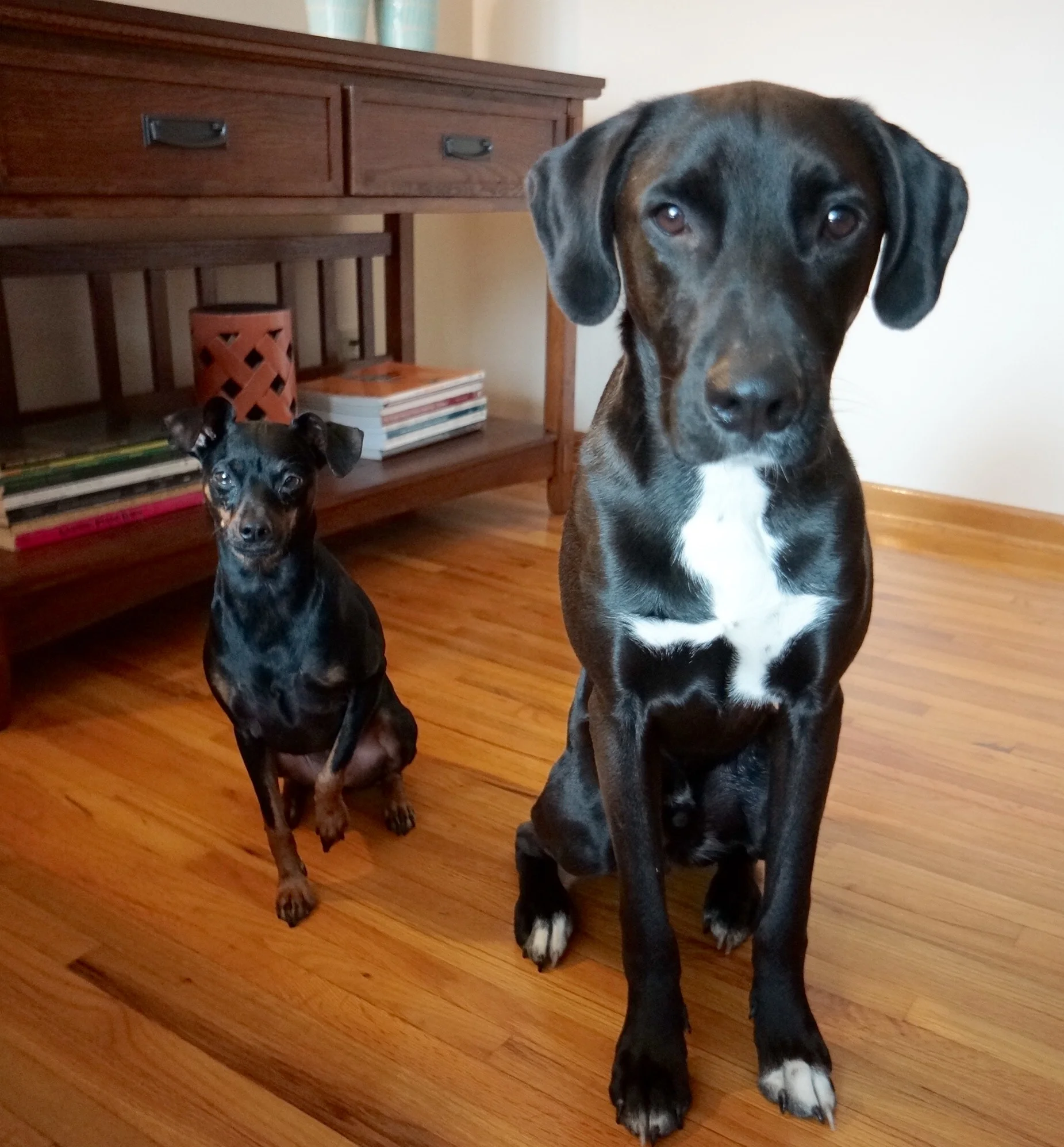 DIY Dog Toys and Treat