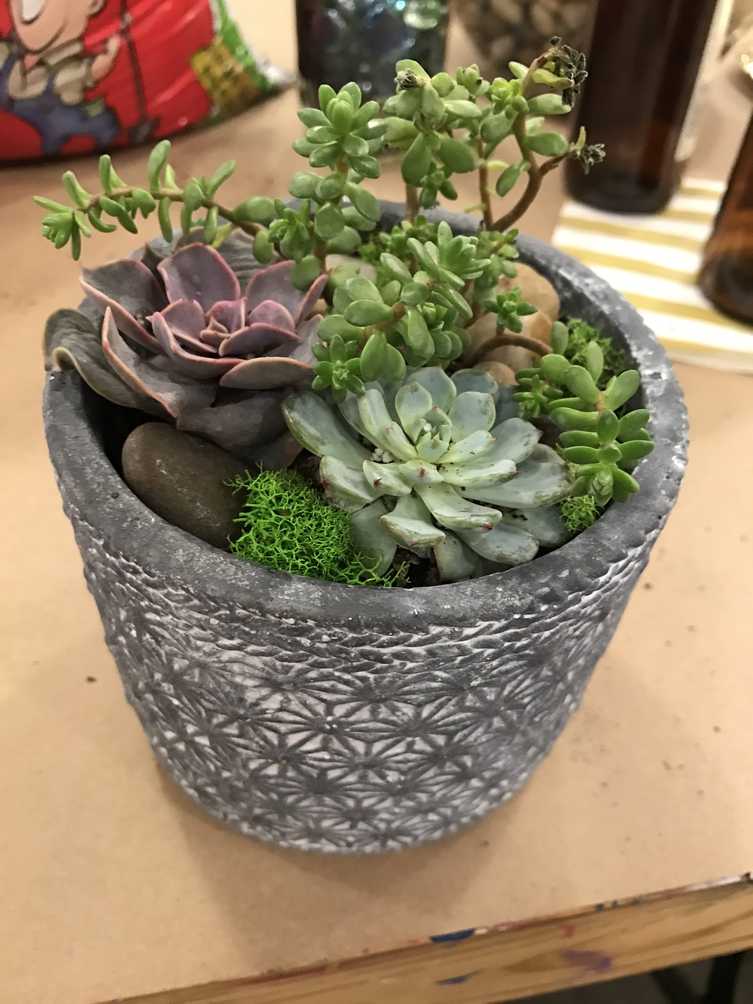 Succulent Garden Avg. $35