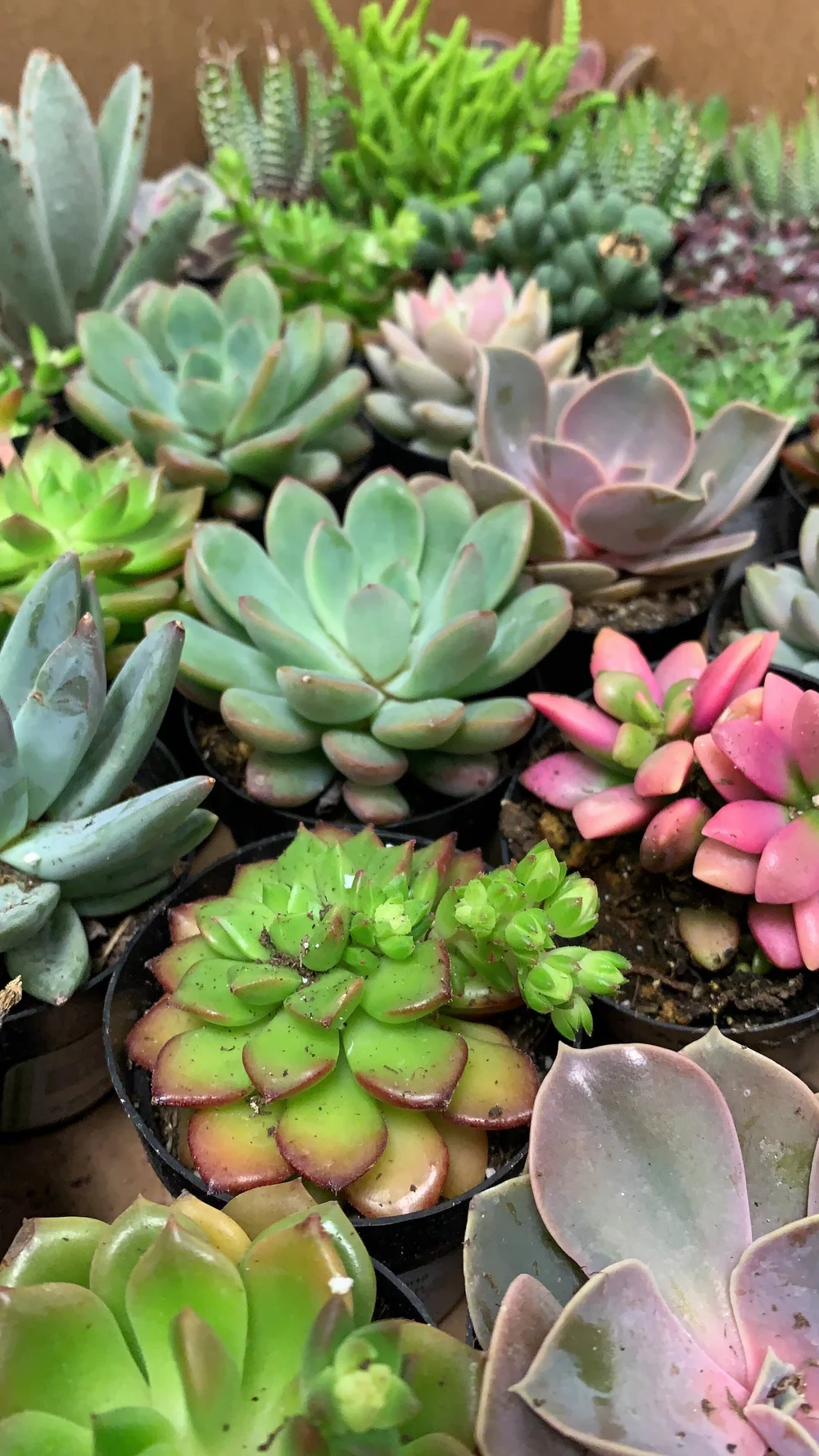 mixing soil for succulents 6 qt. Organic Succulent and Cacti Mix Soil (1-Pack)