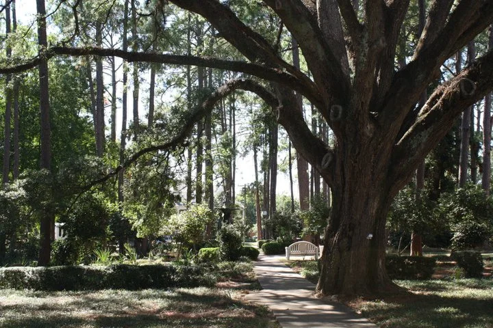 fsu campus 8.jpg