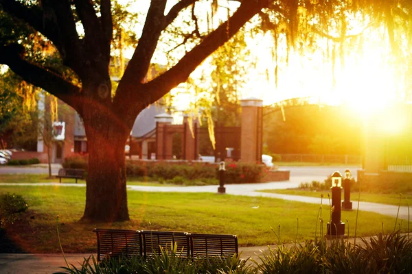 fsu campus 9.jpg