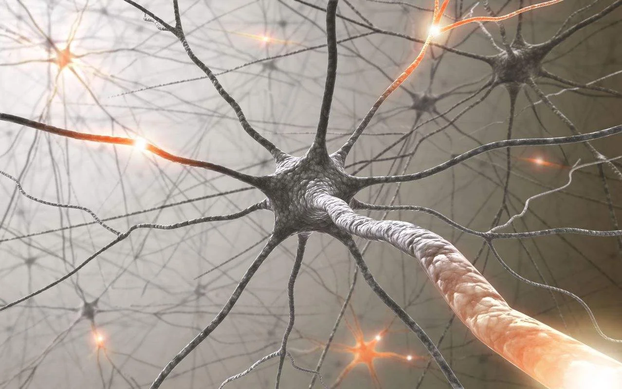neuro2.jpg
