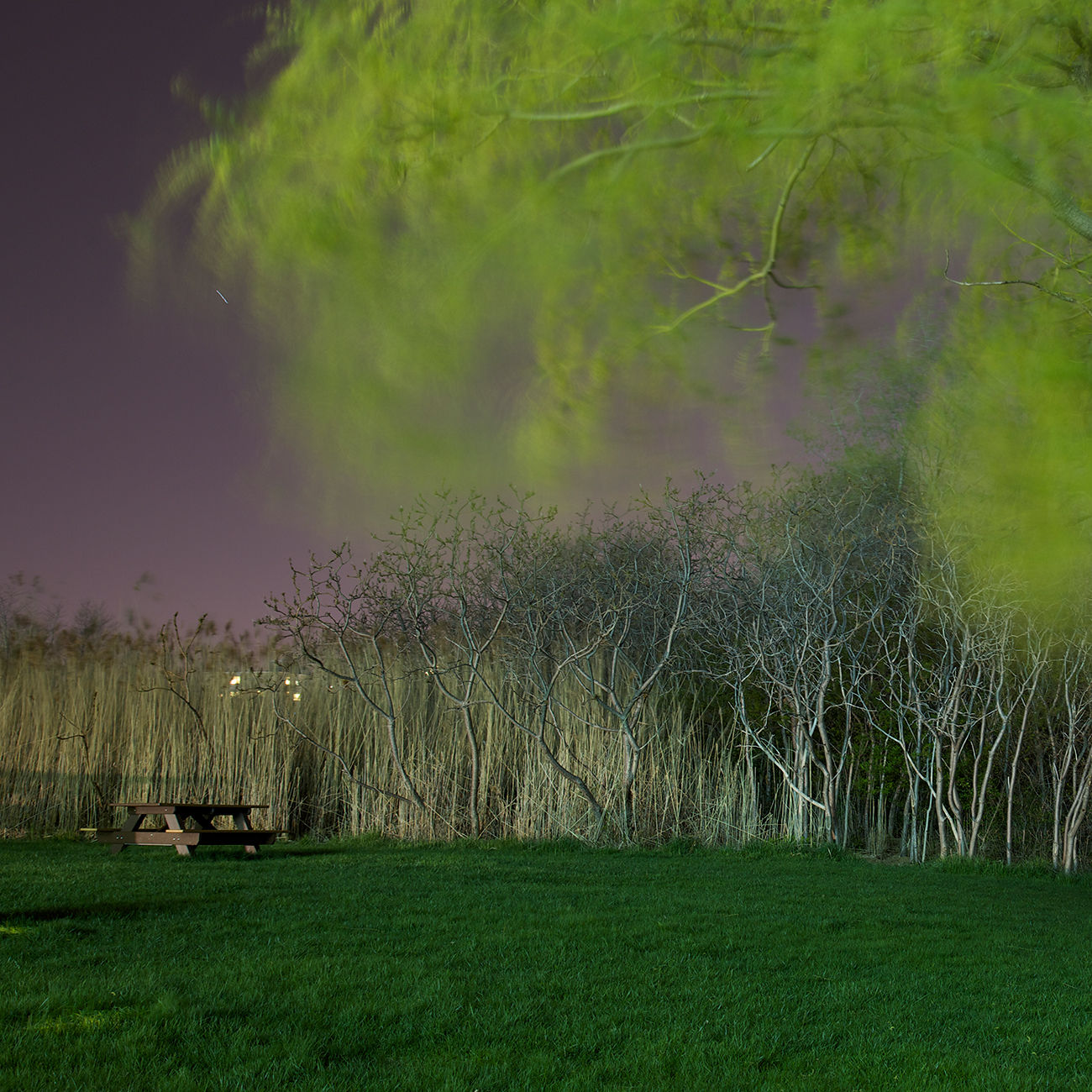 JFK Weeping Willow