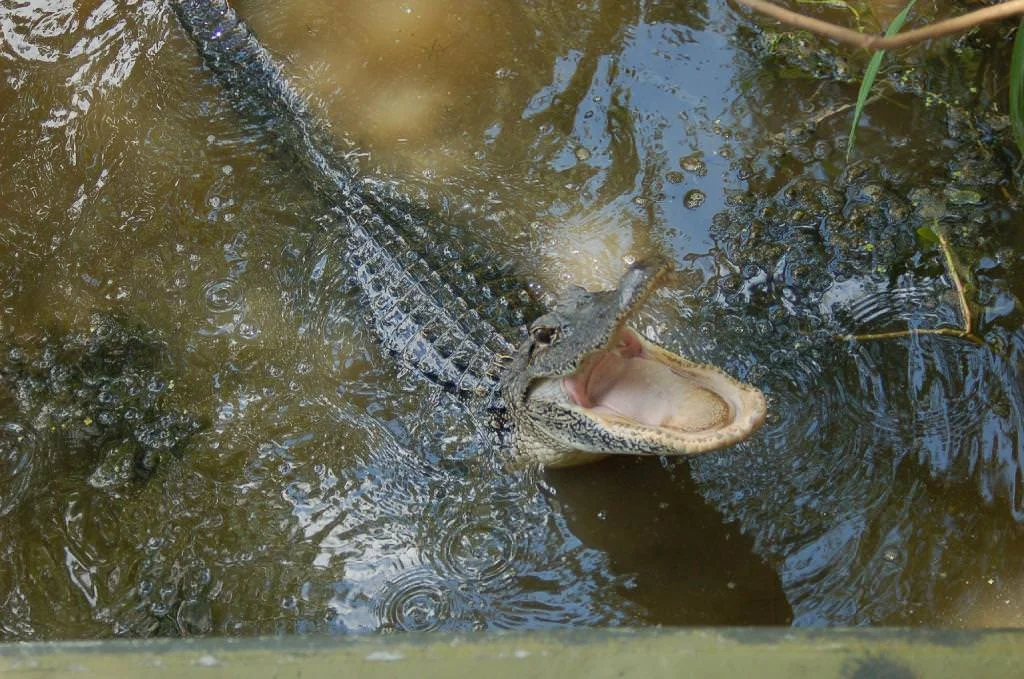 airboat-adventures3_mini.jpg