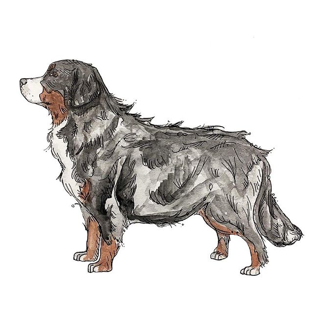 Bernese Mtn. Pupper 🐾 .
. .
.
#bernesemountaindog #mountaindog #dog #dogsofinstagram #puppiesofinstagram #animals #animalart #illustration #illustrator #instagood #artistsoninstagram #art #artist #artists #artwork #artsy #artoftheday #watercolor #mi