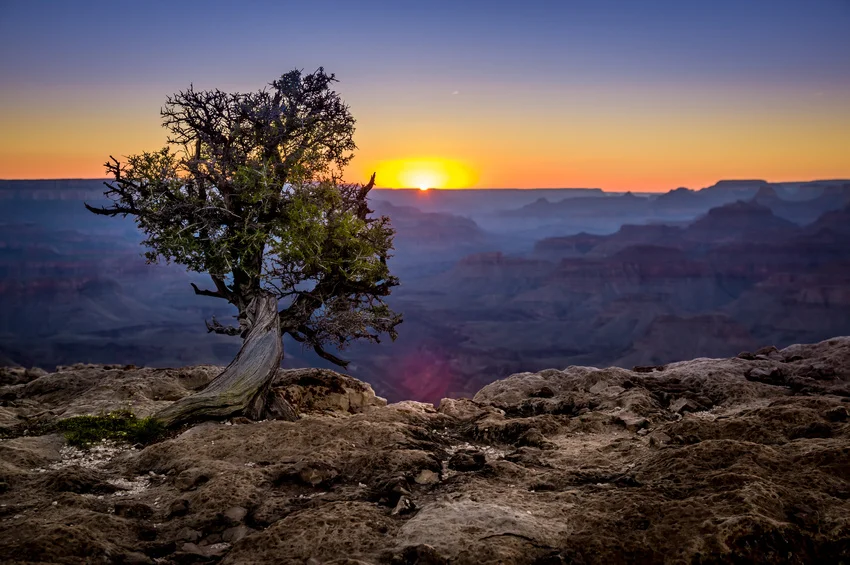 Desert Mist