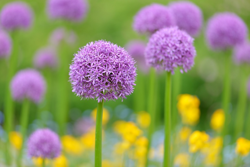 Purple Blooms