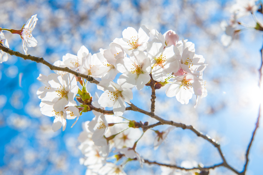 Spring Blossoms