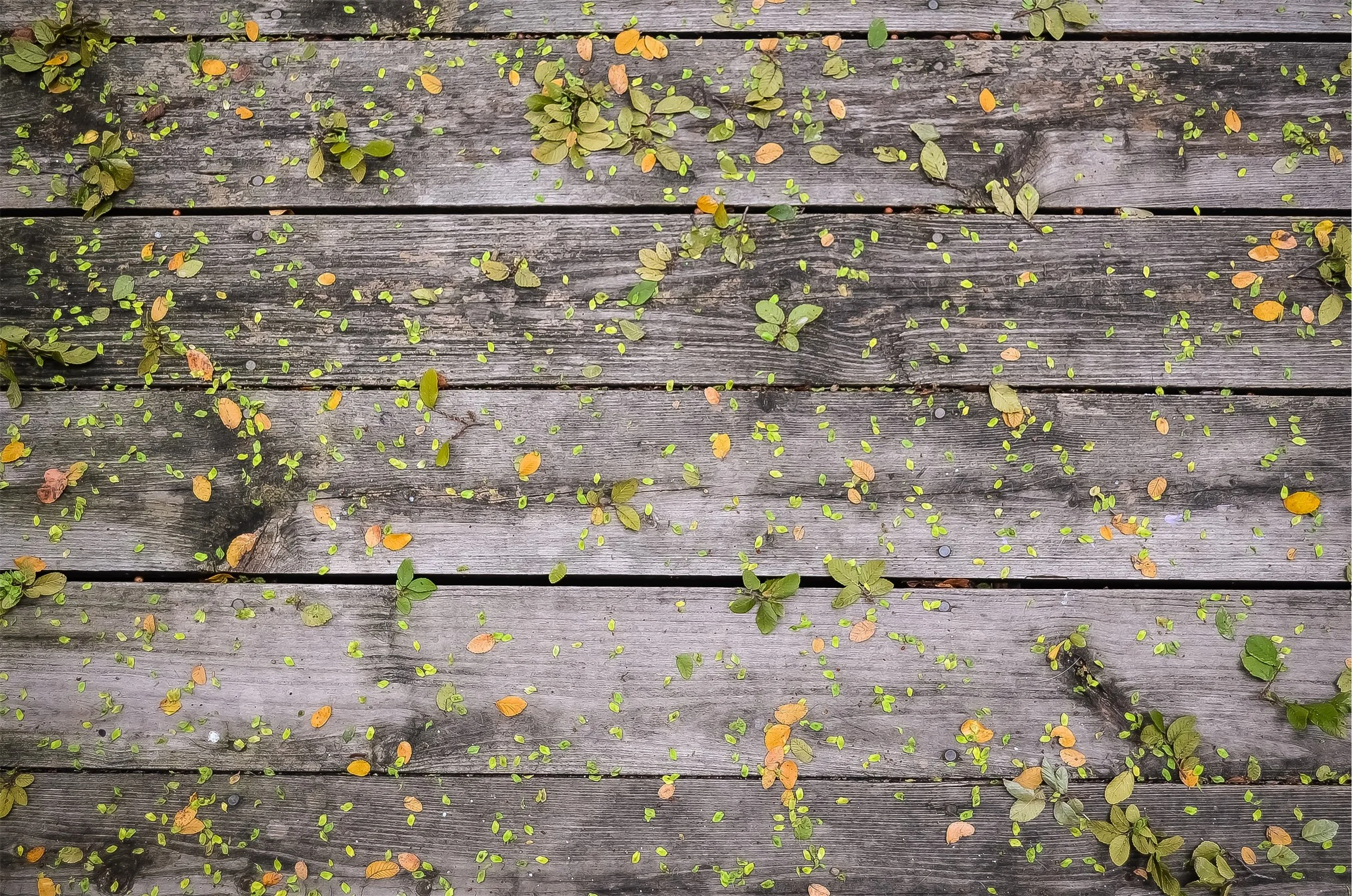 leaf.jpeg