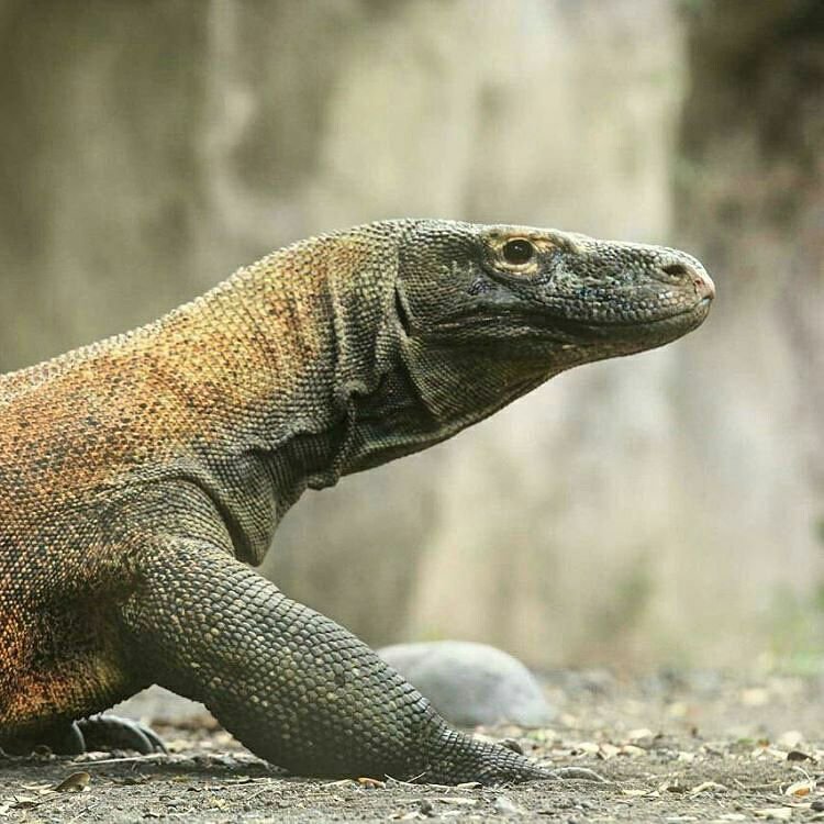 komodo.jpg