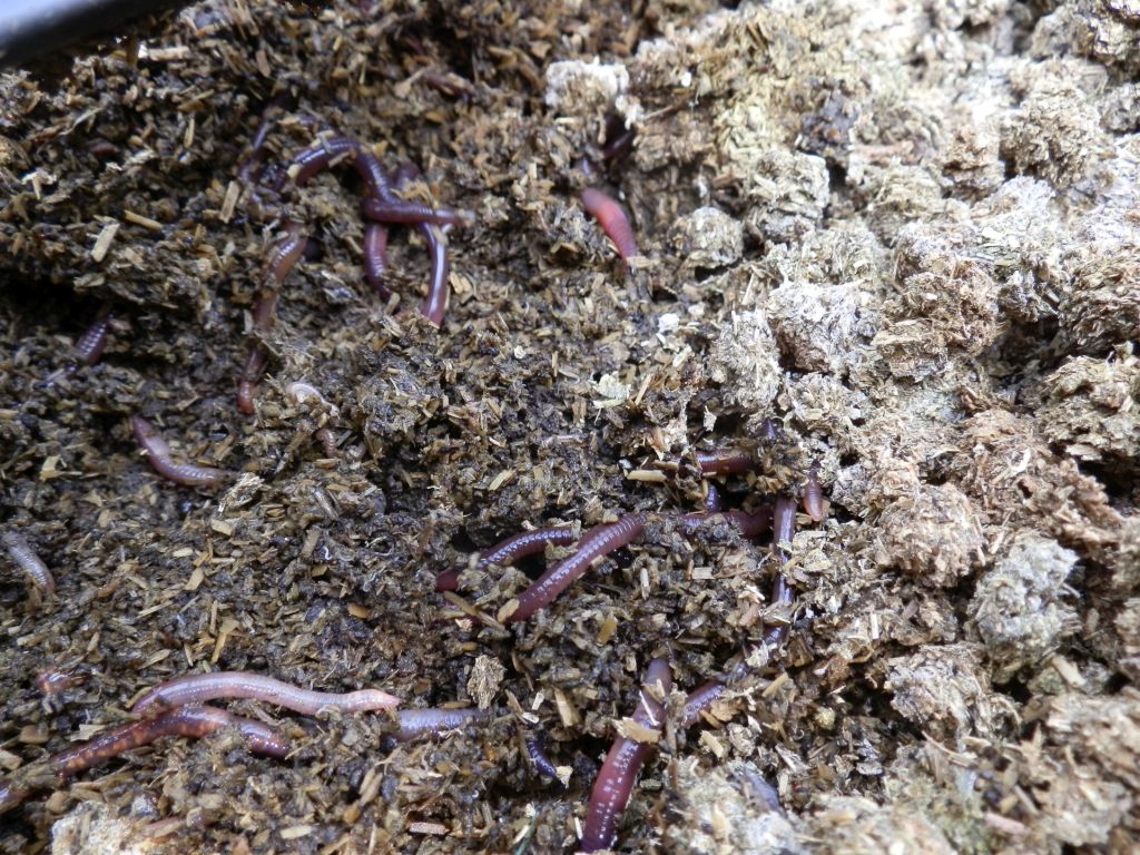 Worms create healthy soil beneath the alfalfa pellets, a Veganic fertilizer made by Good News sister farm