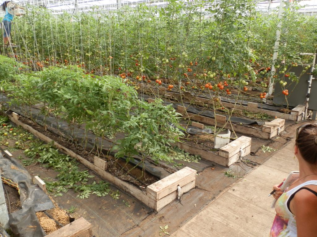 Tomato leaves collect in piles as a student worker battles Blight