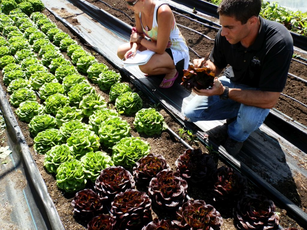 Andy inspecting the Salanova Lettuce , a recent, and delicious, innovation in salad mix breeding