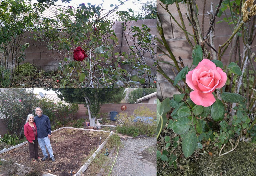 "Here, try this..." says Randy as he picks a lovely rose and offers a petal for sampling,"kinda sweet, isn't it?" Having never eaten a rose before, we naively asked if one can eat the roses from a flower shop. "Oh no, NEVER eat those because they're sprayed with chemicals." The roses are one of the 32 edible flowers grown on the farm for use in Rosalind's tea creations, some of which can be found at local restaurants. Rosalind & Randy standing in winterized basil bed.