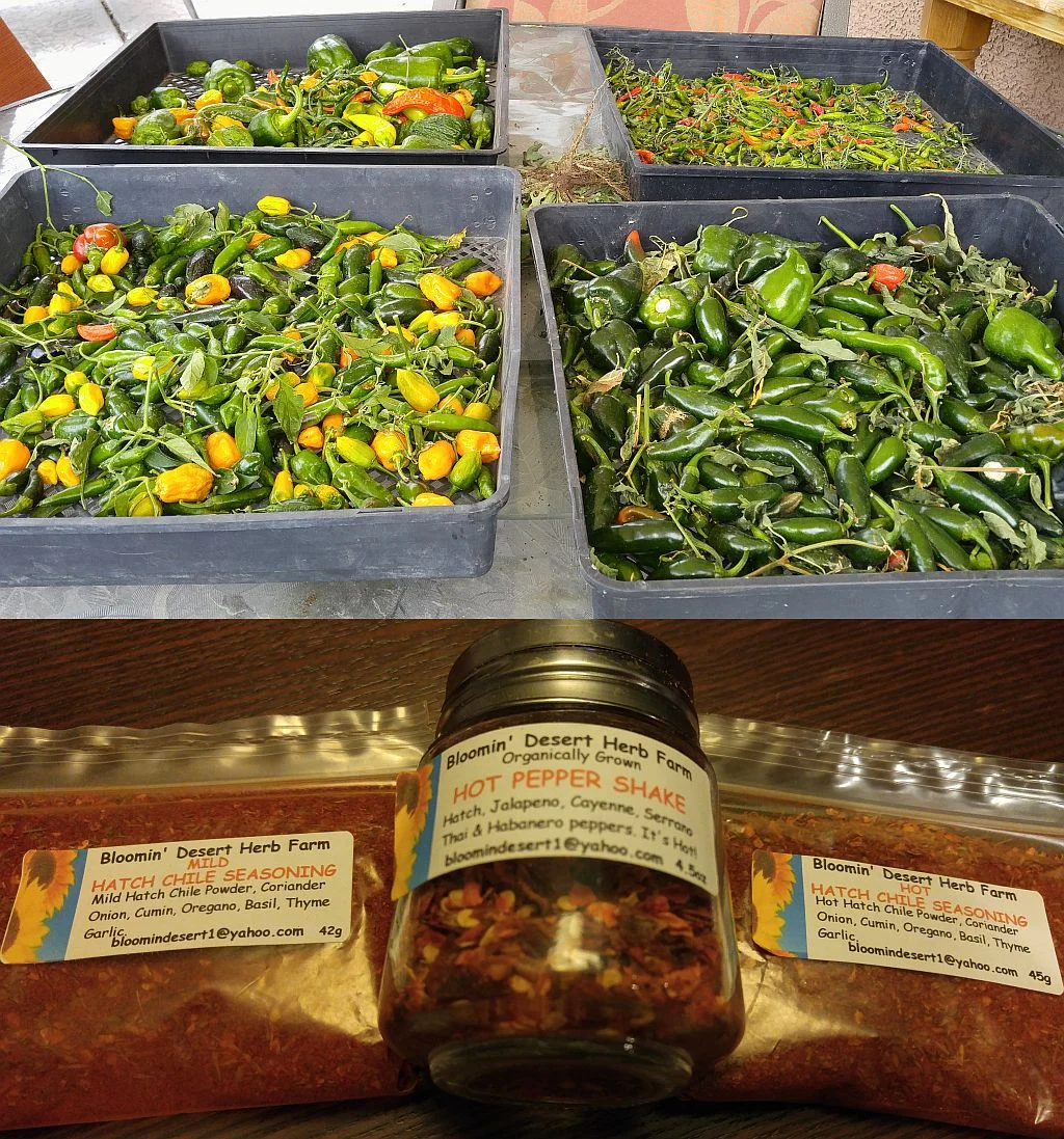 The last pepper harvest of the season ready to process into hot pepper shake and other seasonings. 