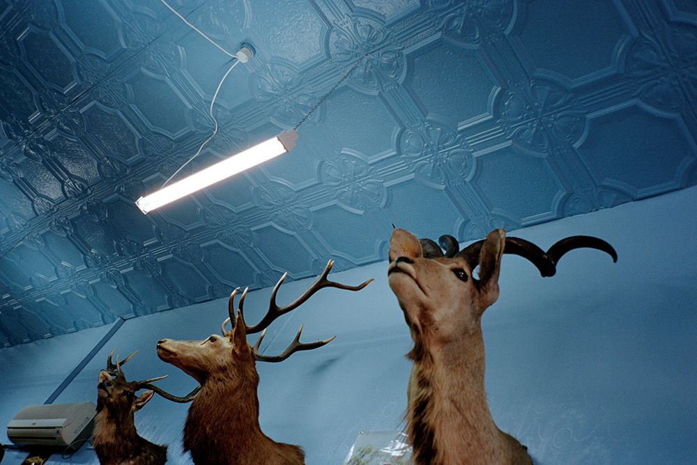 deer-head-CMYK.jpg