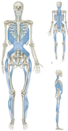 Image from Thomas W. Myers’ book, Anatomy Trains. http://www.anatomytrains.com