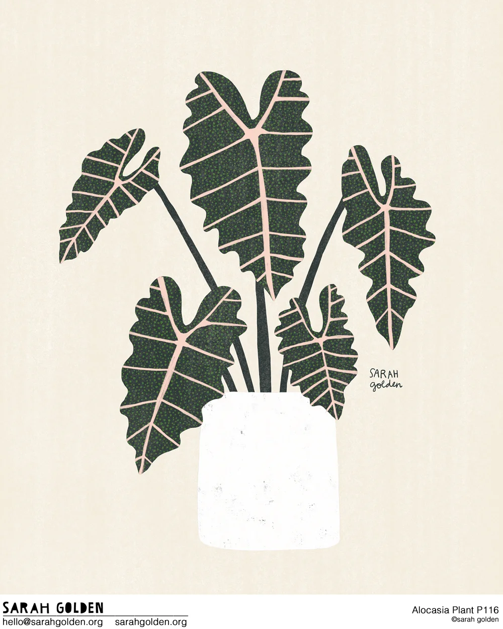 Alocasia_Plant_Catalog_Sarah_Golden_logo_web.jpg