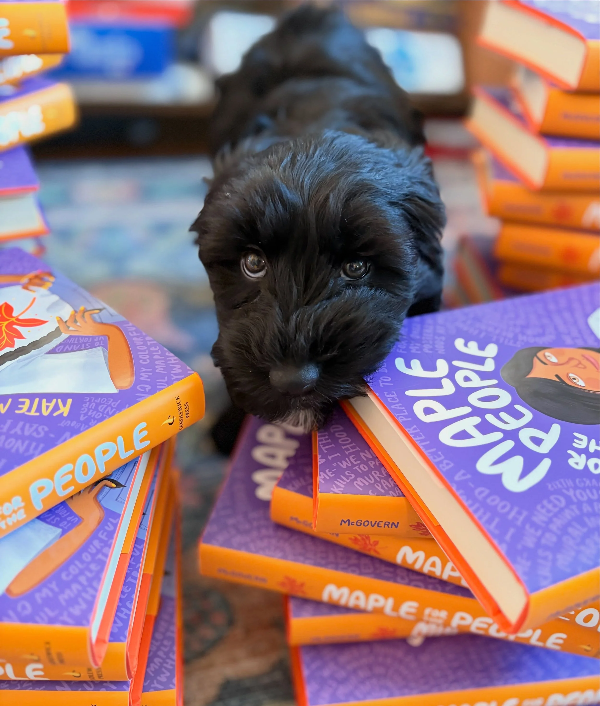 Took Sunita on her first bookstore outing to @porter_square_books to pick up 46 donated copies of Maple for the People for a Title I school visit this week. Lemme tell ya, booksellers love authors&mdash;but they *really* love puppies. 

Thank you, Po